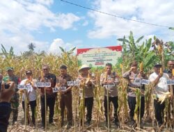 Panen Raya Jagung Kuartal II Di Desa Kalaena, Dukung Program Swasembada Pangan 2025
