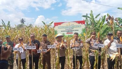Panen Raya Jagung Kuartal II Di Desa Kalaena, Dukung Program Swasembada Pangan 2025