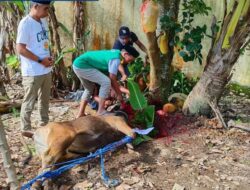 RSUD I LAGALIGO Rayakan Idul Adha 1446 H dengan Pemotongan Hewan Kurban