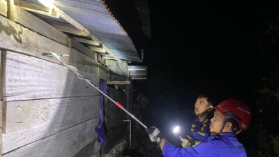 Posdam Kalaena Evakuasi Ular Hitam di Pertasi Kencana
