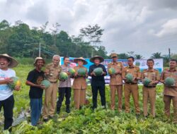 Bupati Luwu Timur Panen Semangka Non Biji di Desa Wonorejo Timur