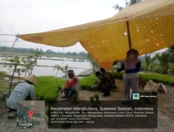 Babinsa Serda Agustinus Pendampingan Hanpangan Pencabutan Bibit di Desa Margolembo